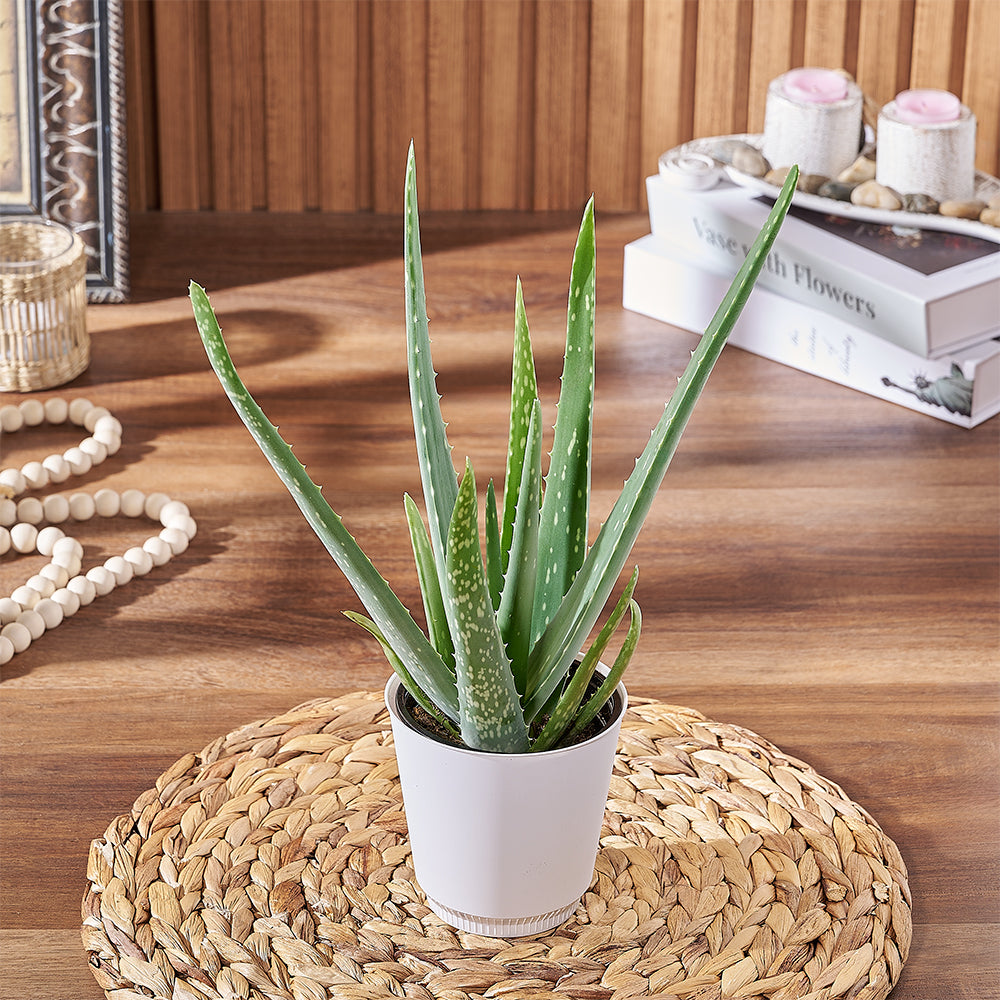 4-Inch Succulent Aloe Vera Plant – how the gift is presented