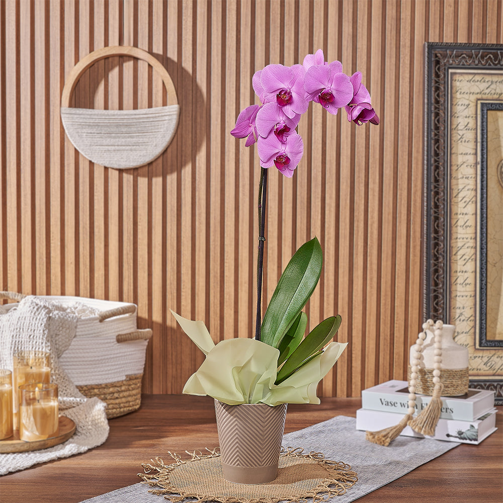Phalaenopsis Orchid in Stylish Pot – how the gift is presented