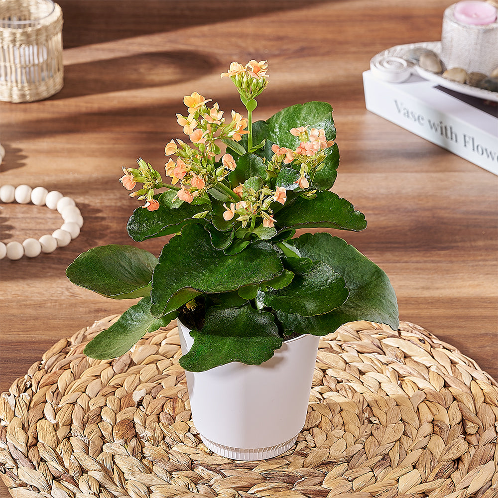 Signature Kalanchoe Living Plant in Pot – how the gift is presented