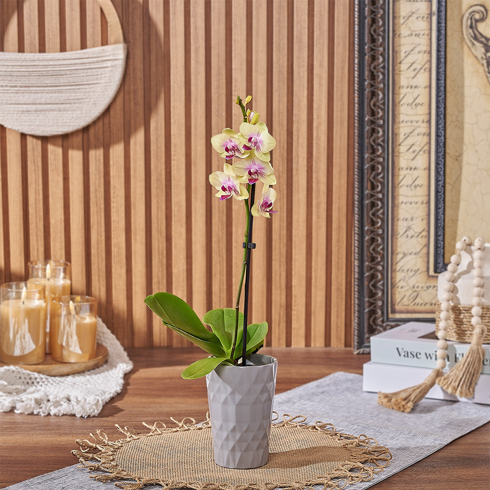 Yellow Orchid Plant in Ceramic – how the gift is presented