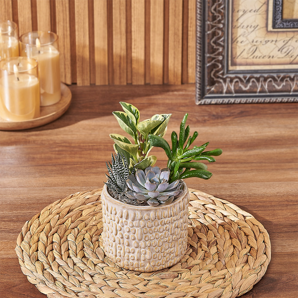 Organic-Style Succulent Plant Planter – how the gift is presented