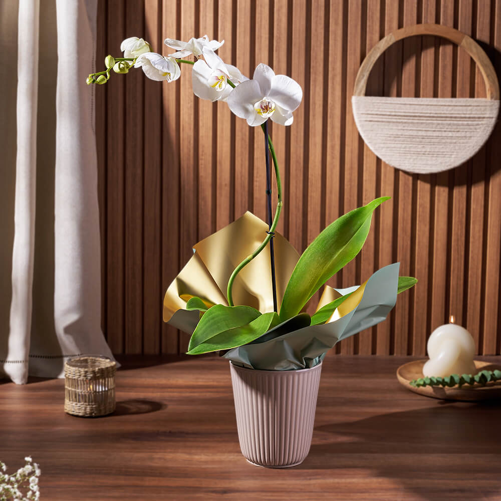 5-Inch Potted White Phalaenopsis Orchid Plant – how the gift is presented