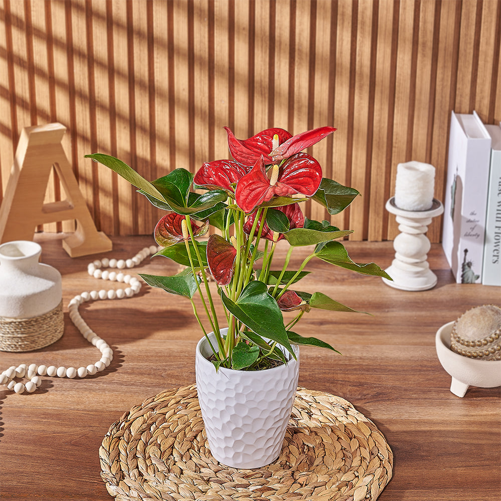 Tropical Charm Anthurium Plant – how the gift is presented