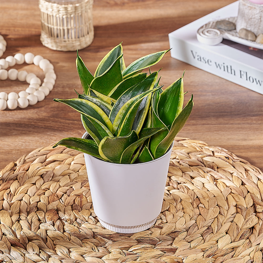 sansevieria plant delivery Sansevieria Plant
