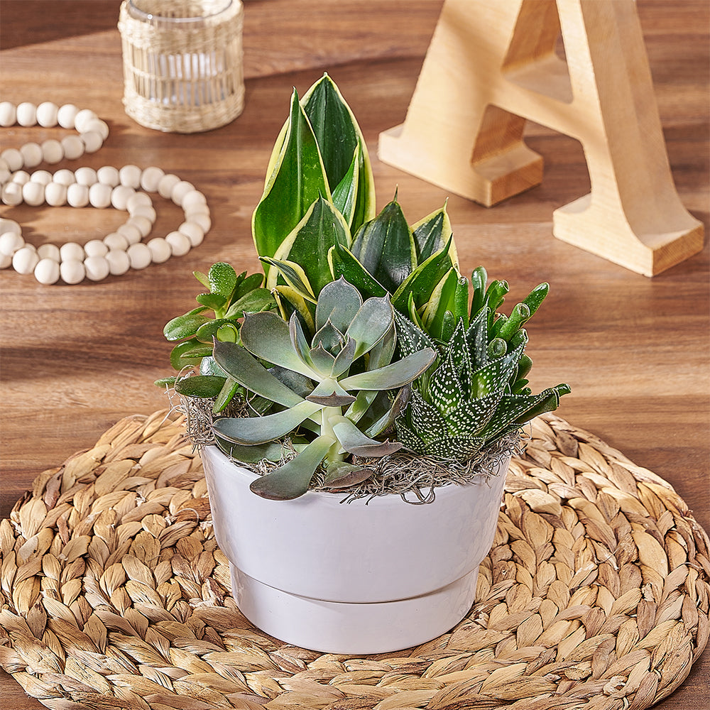 Succulents and Sansevieria Planter – how the gift is presented