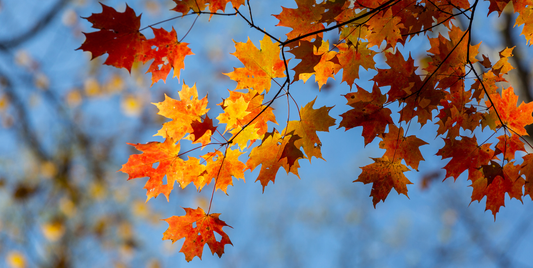 The Ultimate Fall Bucket List for 2025