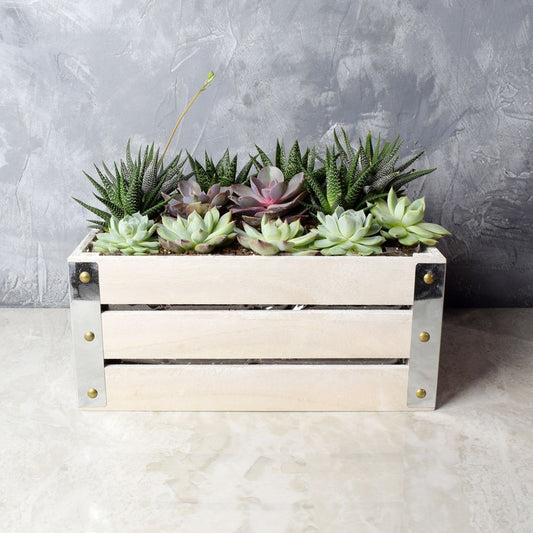 Amesbury Succulent Crate from Washington Baskets - Washington Delivery