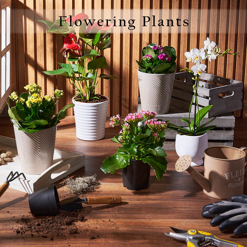 Flowering Plants - from Washington Baskets - Washington Delivery