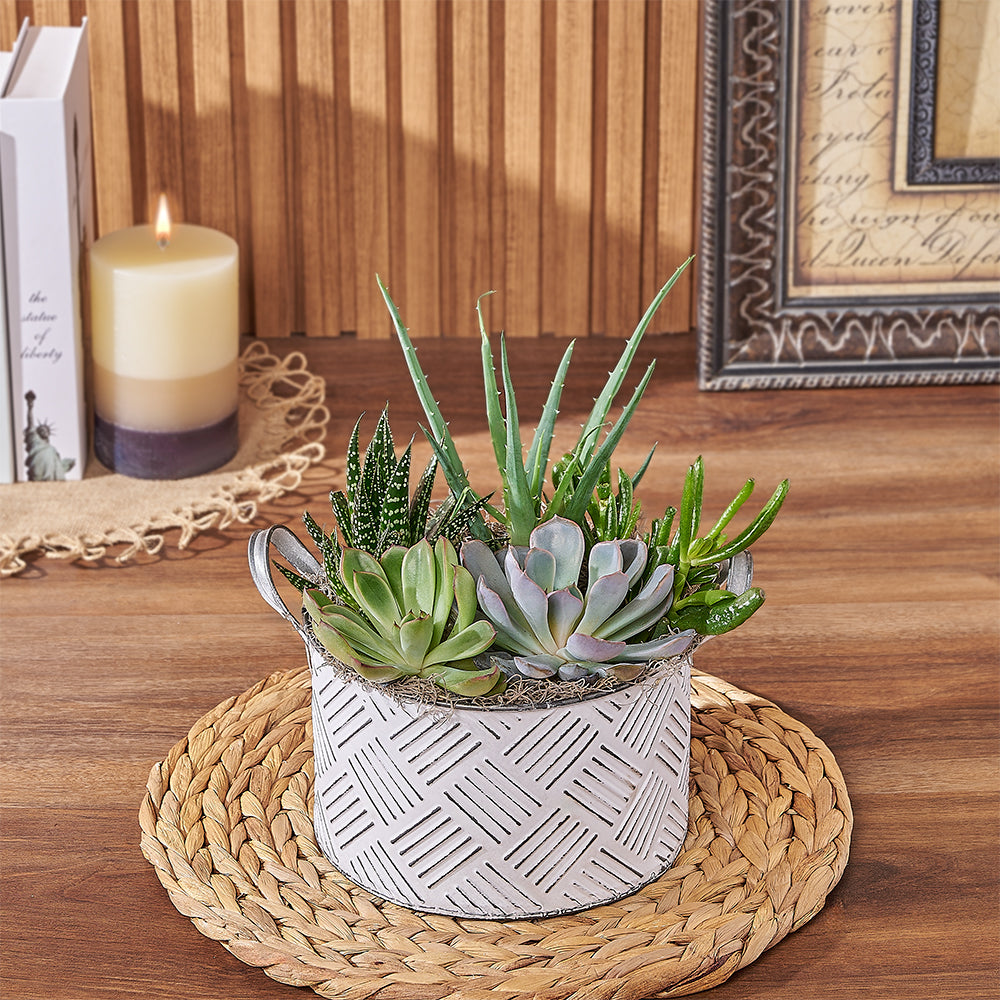 Mixed Succulent Planter – how the gift is presented