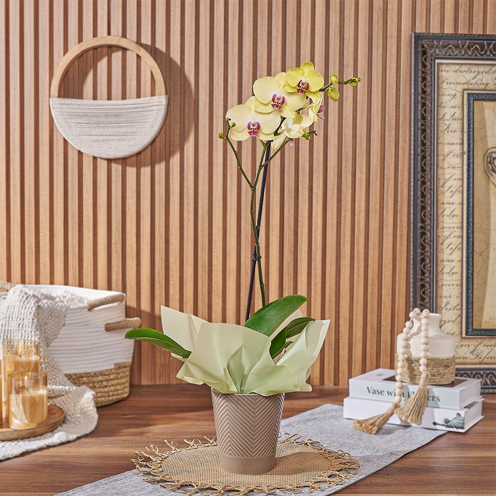 Blooming Yellow Orchid Plant – how the gift is presented