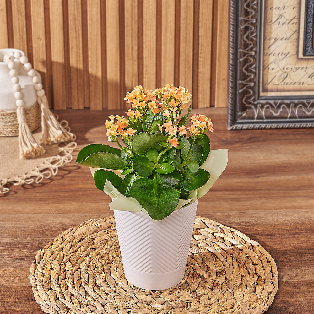 Vibrant Kalanchoe Planter – how the gift is presented
