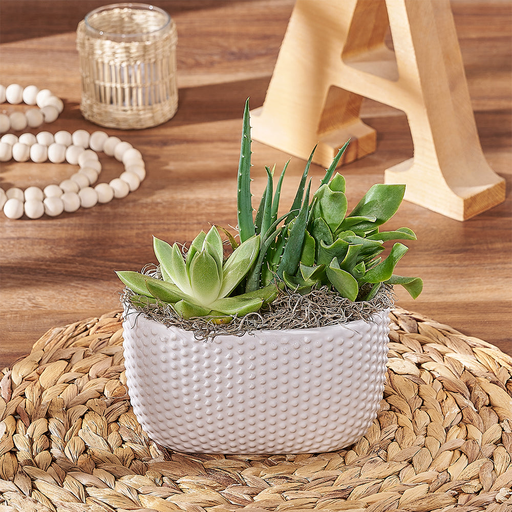 Three-Piece Succulent Garden – how the gift is presented