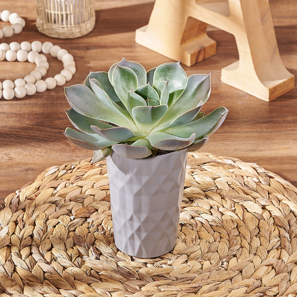 Modern Succulent in Tall Planter – how the gift is presented