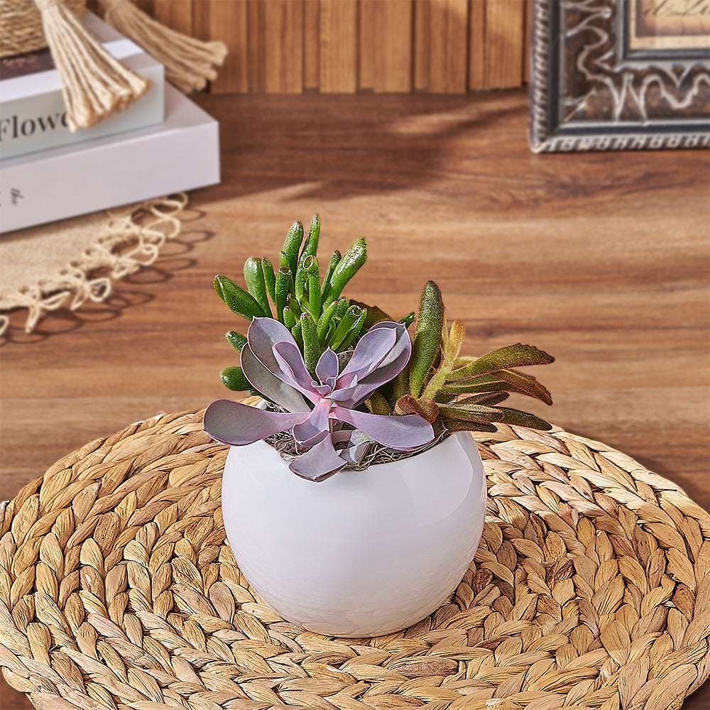 Succulent Plant in Stylish Pot – how the gift is presented