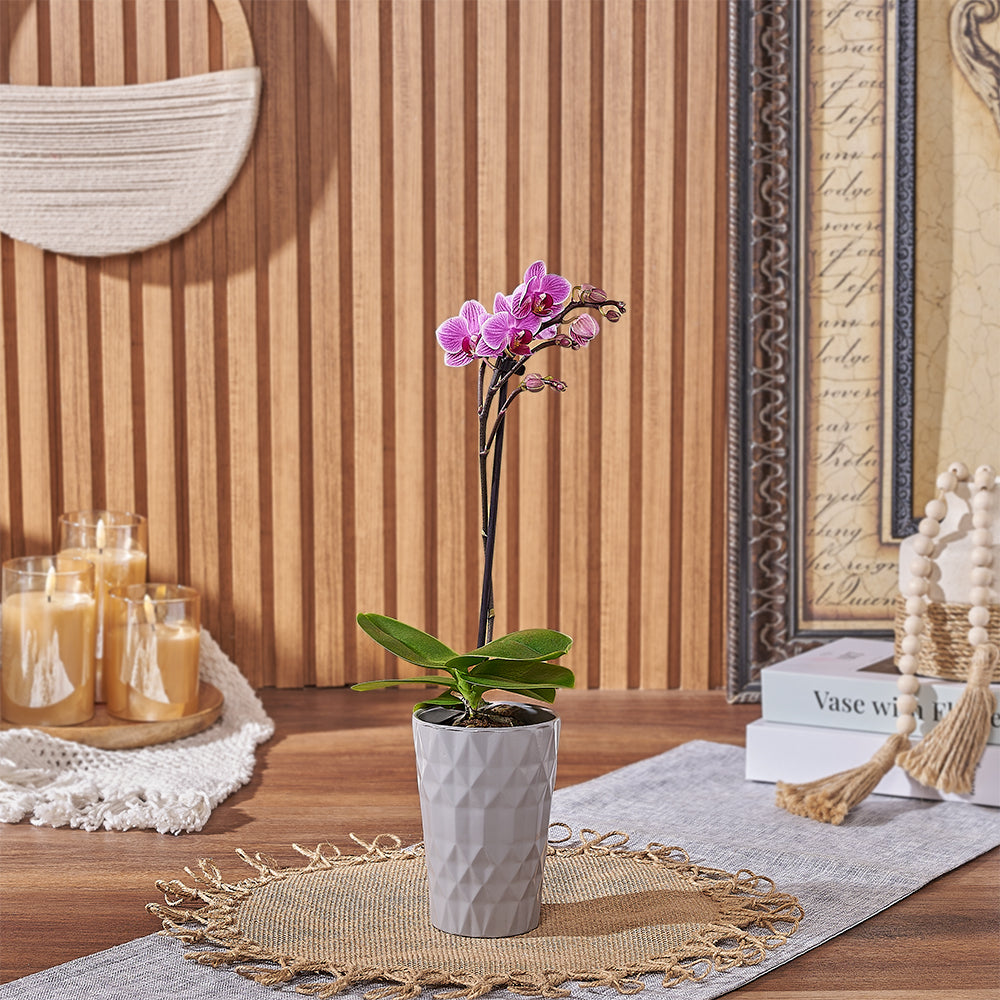 Compact Orchid Plant – how the gift is presented