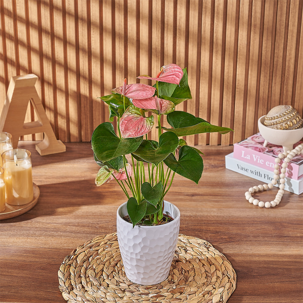 Pink Anthurium in White Pot – how the gift is presented