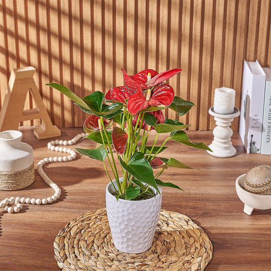 Potted Anthurium Plant, plant gift, plant, floral gift, floral, Washington delivery