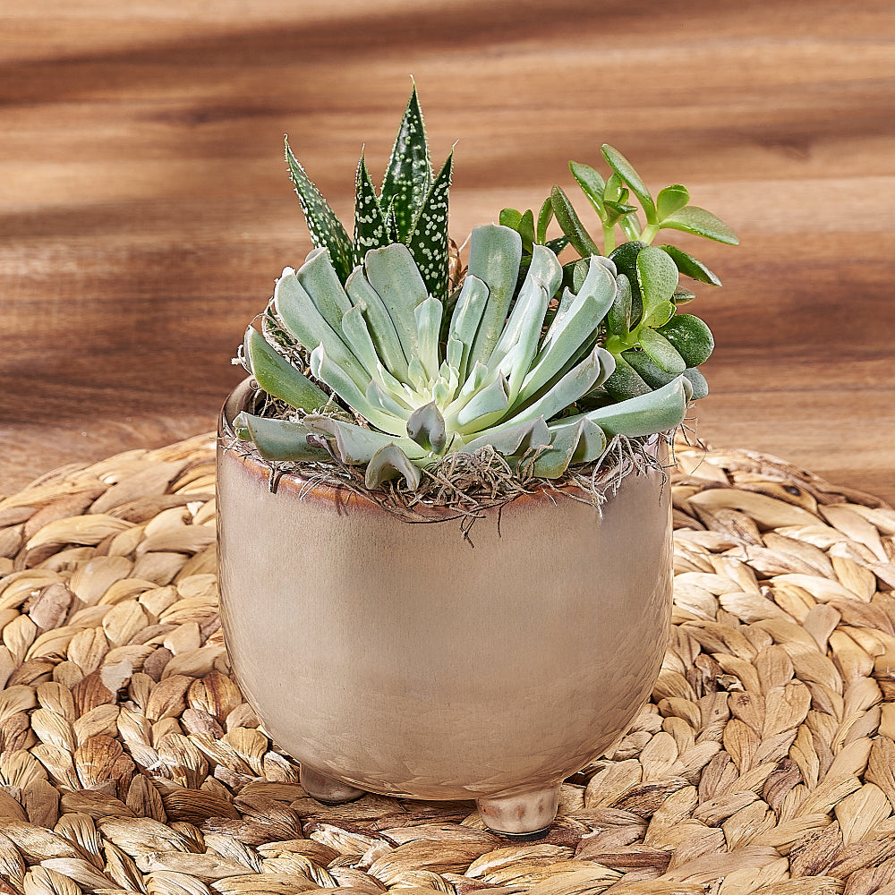 Low-Maintenance Succulent Trio – how the gift is presented