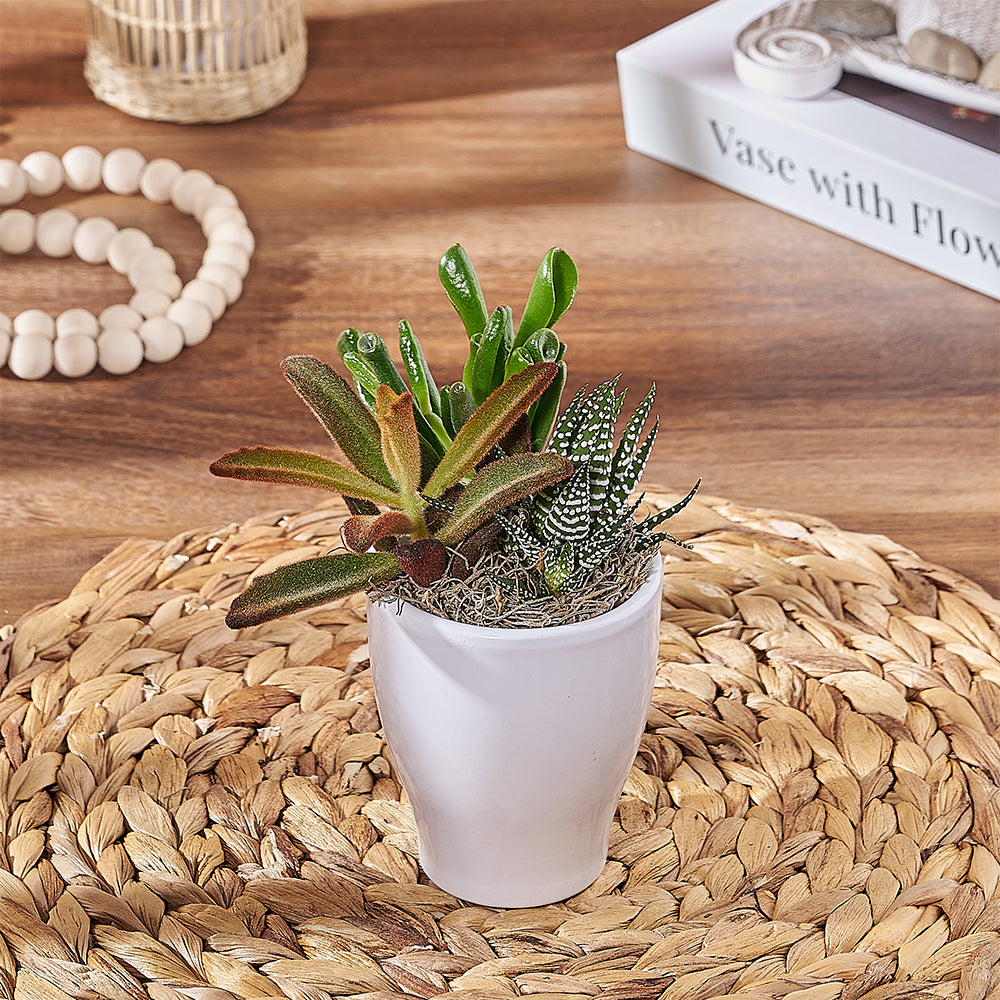 White Ceramic Succulent Planter – how the gift is presented