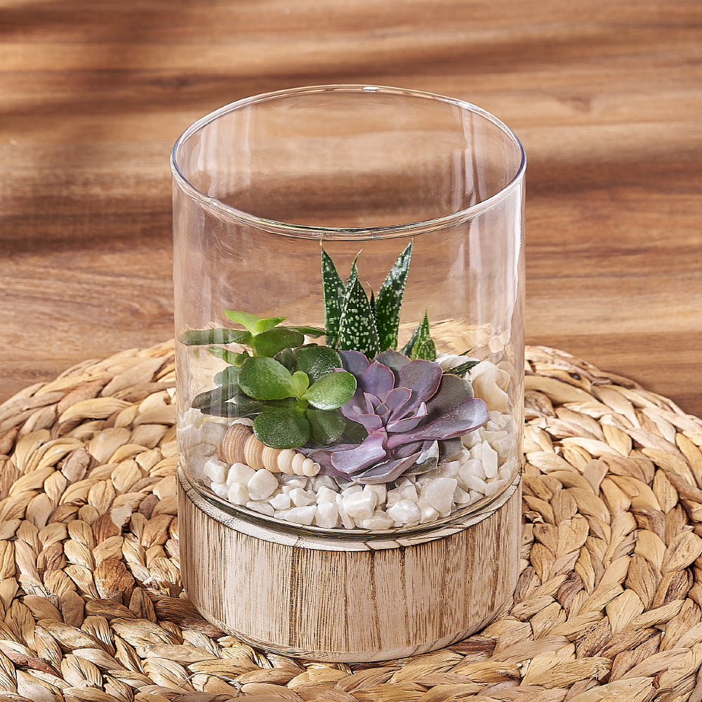 Succulent Garden Terrarium from Washington Baskets - Plant Gift - Washington Delivery