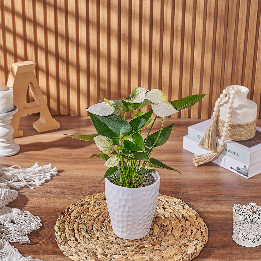 White Anthurium with Textured Pot – how the gift is presented