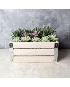 Amesbury Succulent Crate, floral gift baskets, gift baskets, succulent gift baskets