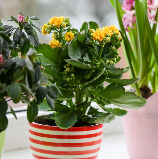 Our Potted Plants Gift Ideas for Mom & Dad